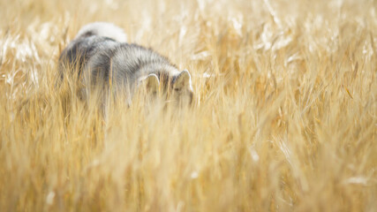 siberian husky dog in wheat field