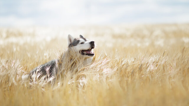 siberian husky dog in wheat field - Powered by Adobe