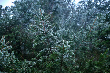 Spring snow is falling in the mountain forest.