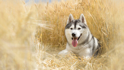 siberian husky dog in wheat field