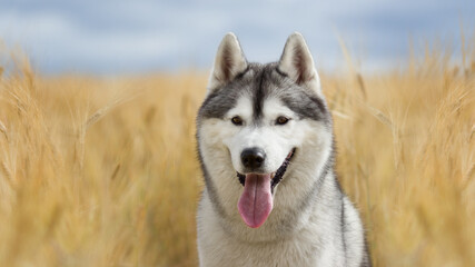siberian husky dog in wheat field
