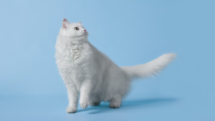 Obraz na płótnie Canvas white cat on blue background