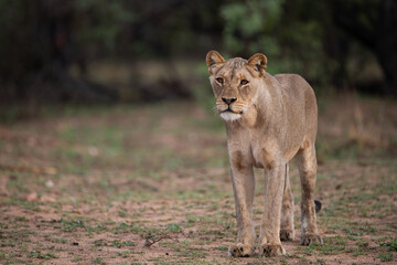 Naklejka na ściany i meble A female Lion seen on a safari in South Africa