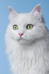 white cat on blue background