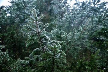 Spring snow is falling in the mountain forest.