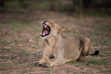 Obraz na płótnie Canvas A female Lion seen on a safari in South Africa