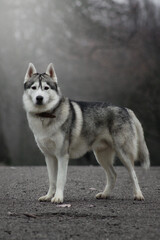 siberian husky dog in autumn fog grey nature