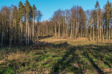 Wiederaufforstung nach Kahlschlag im Mischwald