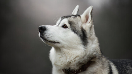 siberian husky dog in autumn fog grey nature