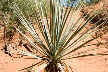 Naklejka na ściany i meble Yucca plant growing in Arches National Park - Utah, USA