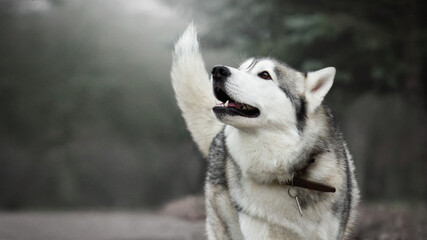 siberian husky dog in autumn fog grey nature