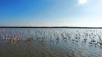 Naklejka na ściany i meble A flock of pink flamingos take off against the background of the sky and the bay. Top view.