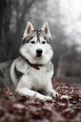 siberian husky dog in autumn fog grey nature