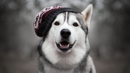 siberian husky dog in hat in autumn fog grey nature