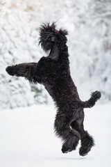 black russian terrier dog in red scarf in winter forest