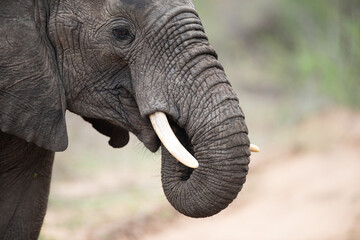 African Elephant seen on a safari in South Africa