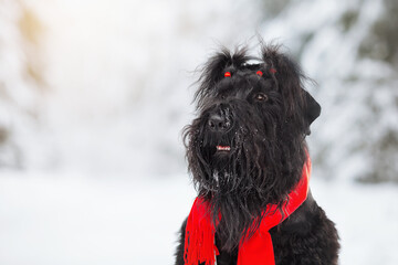 black russian terrier dog in red scarf in winter forest
