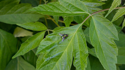 Fireman beetle on a green leaf.Summer day