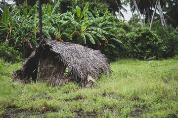Old straw hut in tropical jungle. Rural house in palm trees. Cheap habitation. Village...