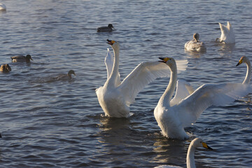 A large group of swans on the nonfreezing winter lake. Altai, Russia. The swan proudly spread its wings and shout something to its flock.