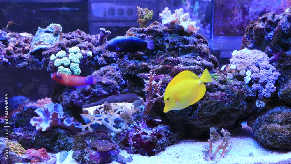 Wall mural video in marine reef safe aquarium colorful fishes