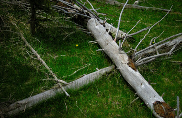 Silver Trees 03. A forest still life of several silver fallen tree trunks with branches extending outward  and a solitary dandelion on the forest floor. Yellowstone National Park Wyoming USA 2005