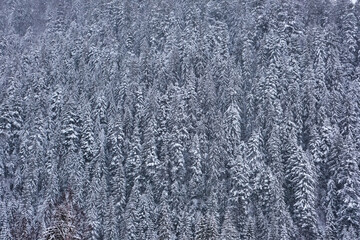 Winter. Large spruces in the snow. Snowy weather. Big forest