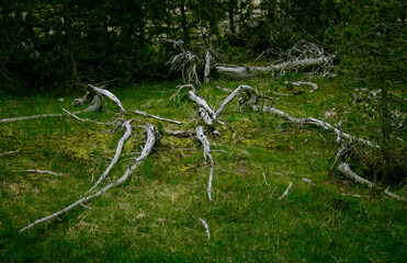 Silver Trees 03. A forest still life of silver fallen barkless tree trunks and branches making interesting lines on the forest floor. Yellowstone National Park Wyoming USA 2005