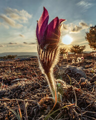 Fototapeta na wymiar Dream-the beautiful grass Pulsatilla patens blooms in the spring in the mountains. The golden hue of the setting sun. Atmospheric spring background. Delicate, fragile flowers in selective focus at