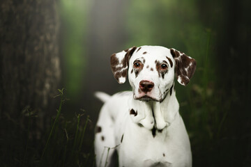 dalmatian dog in nature