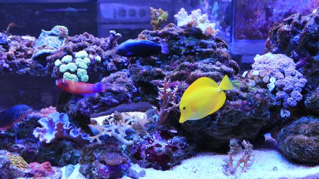 Video in marine reef safe aquarium colorful fishes