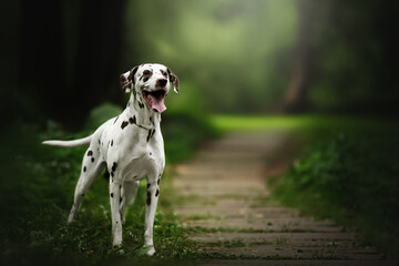 dalmatian dog in nature