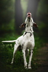 Obraz na płótnie Canvas dalmatian dog in nature