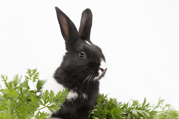 black and white bunny on white background