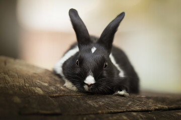 black and white bunny on stump