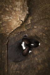 black and white bunny on stump
