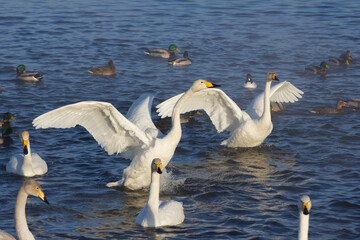 A large group of swans on the nonfreezing winter lake. Altai, Russia. The swan proudly spread its wings and shout something to its flock.