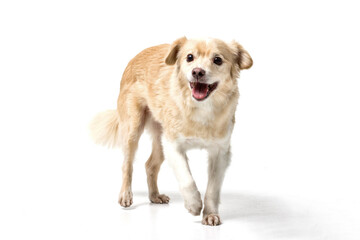 dog on white background