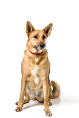 dog on white background