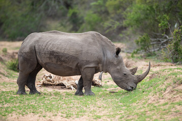 A White Rhino with the desiccated carcass of a starved Buffalo in the background, seen on a safari in South Africa