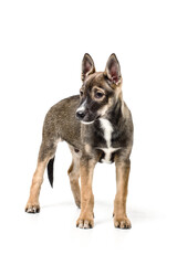 dog on white background