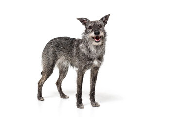 dog on white background