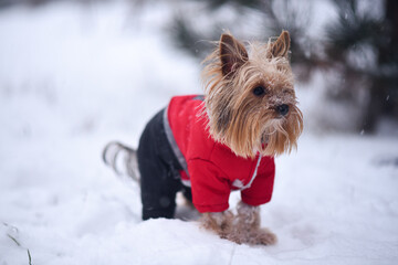 soft focus on small yorkshire terrier puppy in red jacket outdoors in cold snowy weather