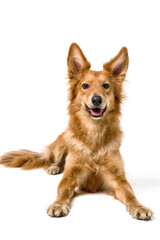 dog on white background