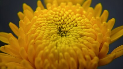 close up of yellow flower