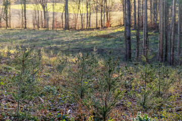 Wiederaufforstung nach Kahlschlag im Mischwald