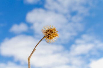 Dried burdock on a branch and the sky with clouds.