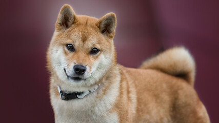 dog near the pink building in the city center