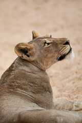 A female Lion seen on a safari in South Africa