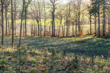 Wiederaufforstung nach Kahlschlag im Mischwald
